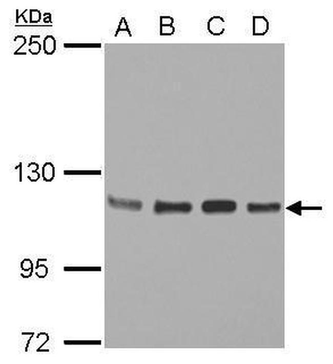 STAT2 Antibody in Western Blot (WB)