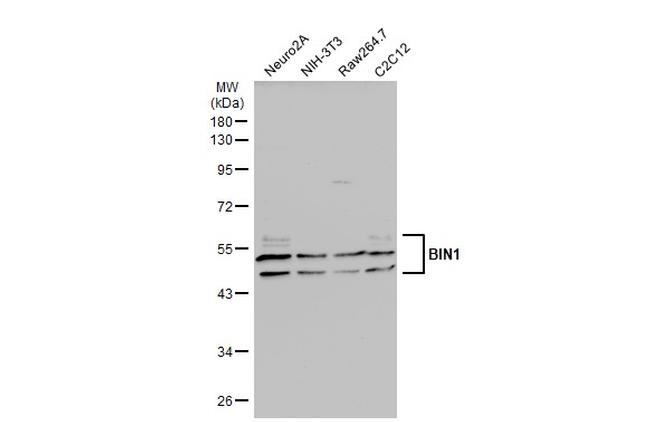 BIN1 Antibody in Western Blot (WB)