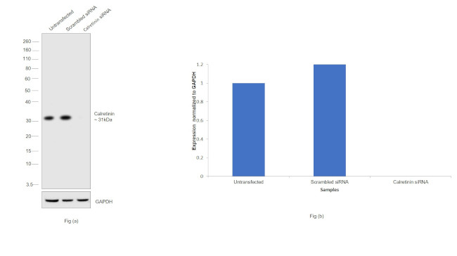 Calretinin Antibody in Western Blot (WB)