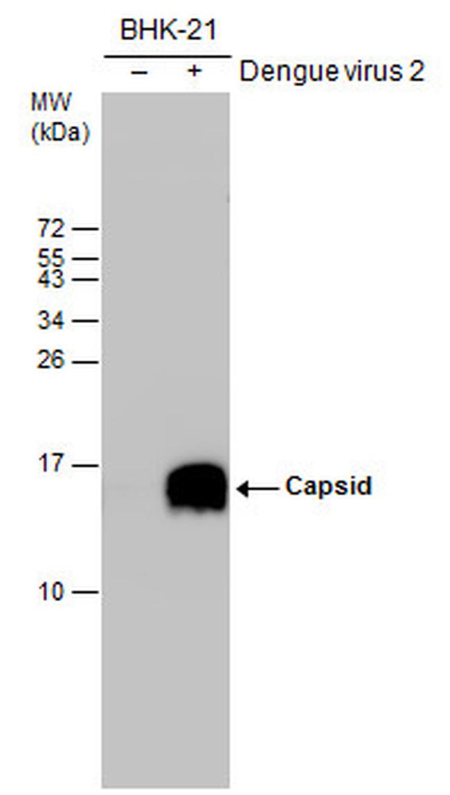 Dengue Virus Type 2 Capsid Antibody in Western Blot (WB)