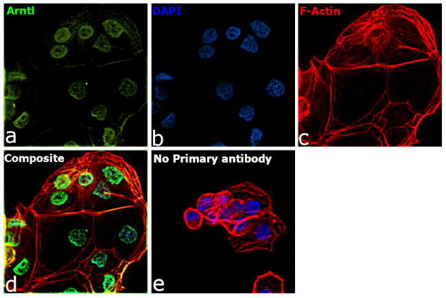 BMAL1 Antibody in Immunocytochemistry (ICC/IF)