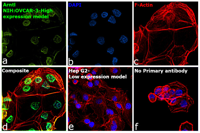 BMAL1 Antibody