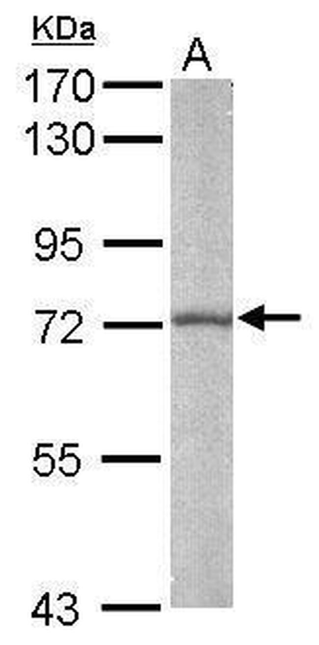 BMAL1 Antibody in Western Blot (WB)