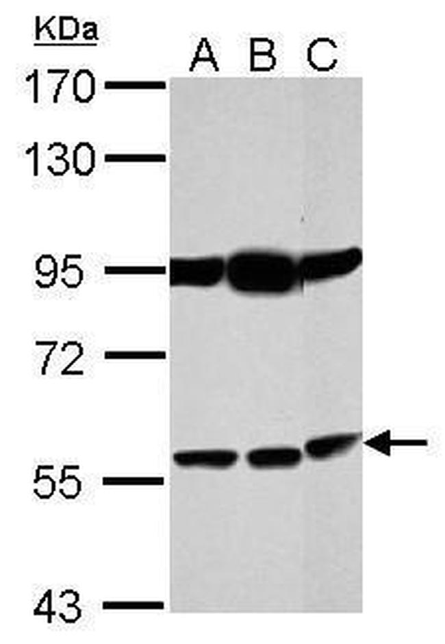 Bestrophin 1 Antibody in Western Blot (WB)