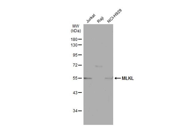 MLKL Antibody in Western Blot (WB)