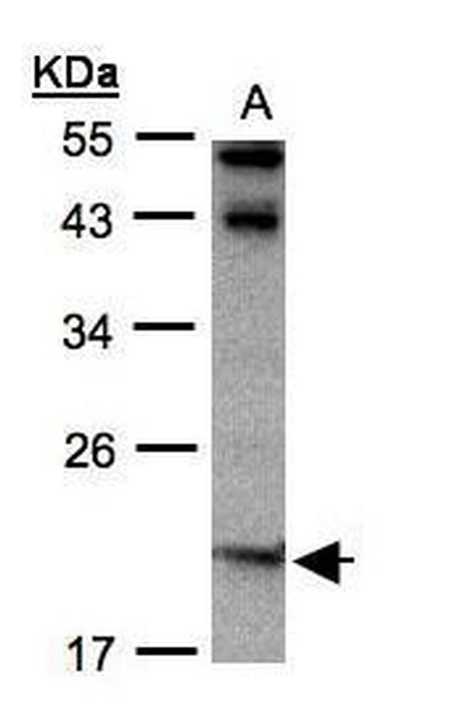 IL-22 Antibody in Western Blot (WB)