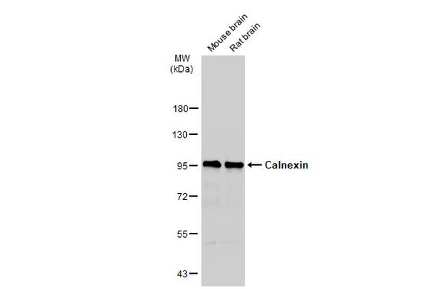 Calnexin Antibody in Western Blot (WB)