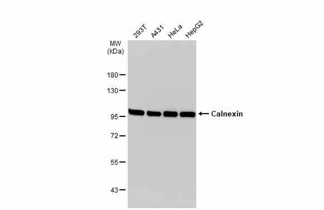 Calnexin Antibody in Western Blot (WB)