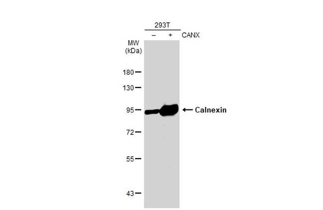 Calnexin Antibody in Western Blot (WB)