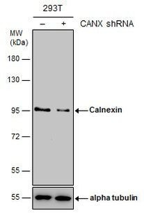 Calnexin Antibody