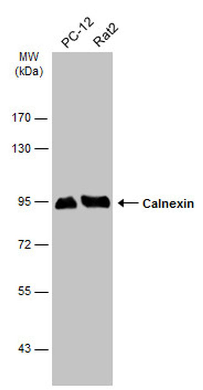 Calnexin Antibody in Western Blot (WB)