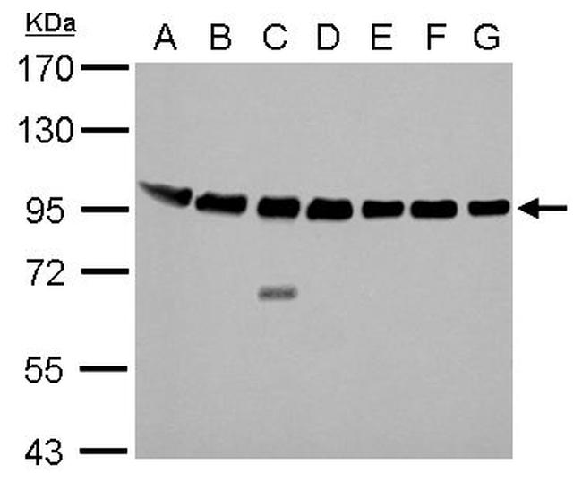 Calnexin Antibody in Western Blot (WB)