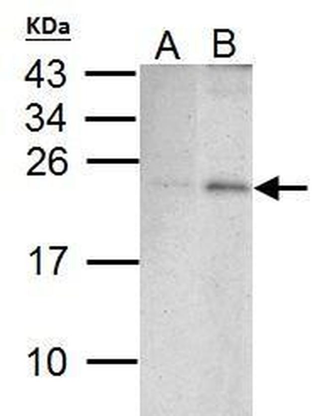 PUMA alpha Antibody in Western Blot (WB)