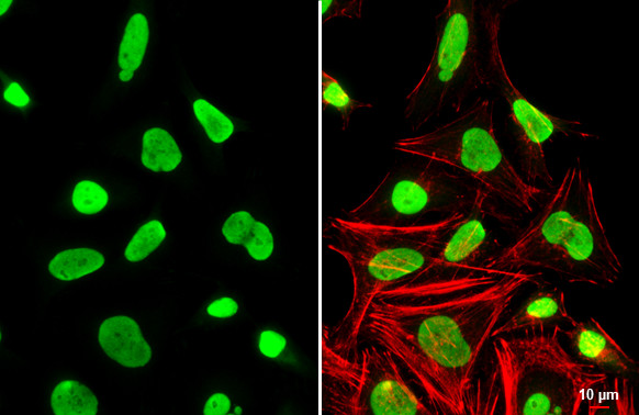 Ku80 Antibody in Immunocytochemistry (ICC/IF)