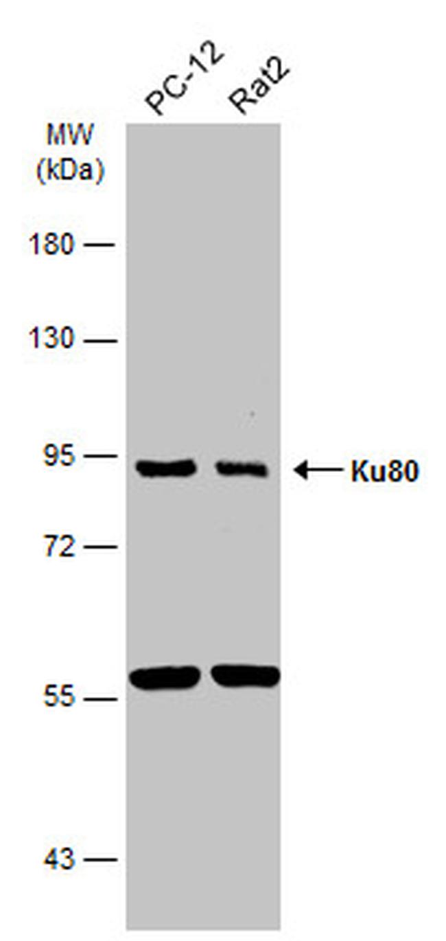 Ku80 Antibody in Western Blot (WB)