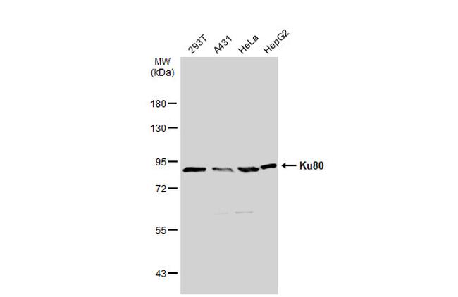 Ku80 Antibody in Western Blot (WB)