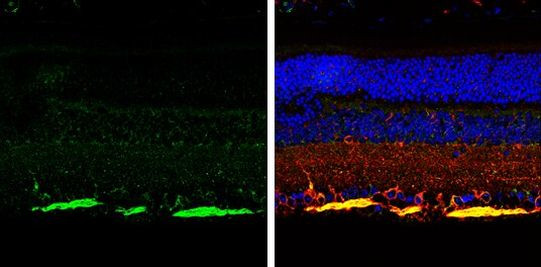 NF-H Antibody in Immunohistochemistry (Paraffin) (IHC (P))