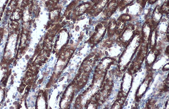 HSP60 Antibody in Immunohistochemistry (Paraffin) (IHC (P))