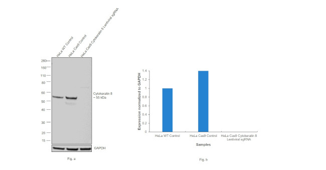 Cytokeratin 8 Antibody