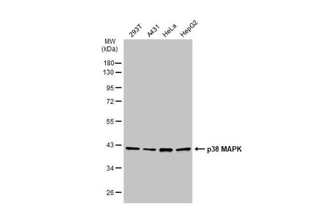 p38 MAPK alpha Antibody in Western Blot (WB)