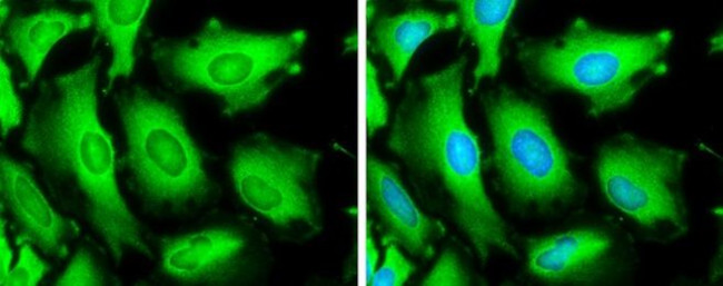 HSPA1A Antibody in Immunocytochemistry (ICC/IF)