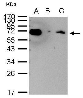 HSPA1A Antibody in Immunoprecipitation (IP)