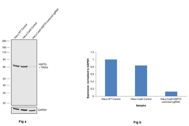 HSPA1A Antibody in Western Blot (WB)