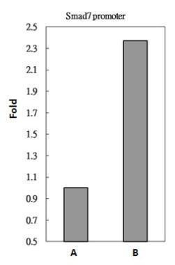 SMAD3 Antibody in ChIP Assay (ChIP)