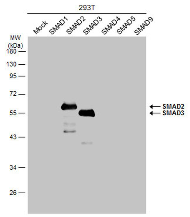 SMAD3 Antibody in Western Blot (WB)