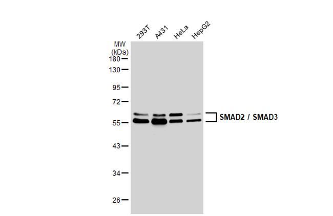 SMAD3 Antibody in Western Blot (WB)