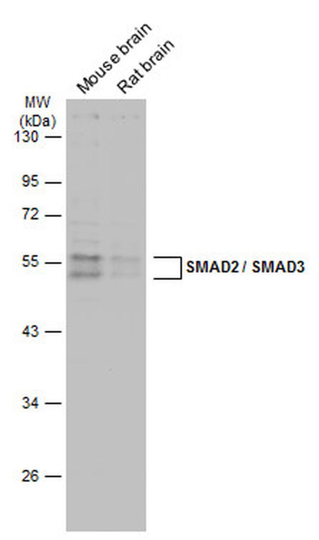 SMAD3 Antibody in Western Blot (WB)