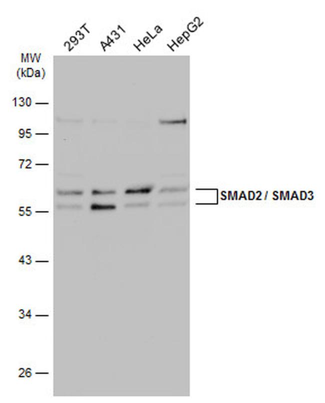 SMAD3 Antibody in Western Blot (WB)