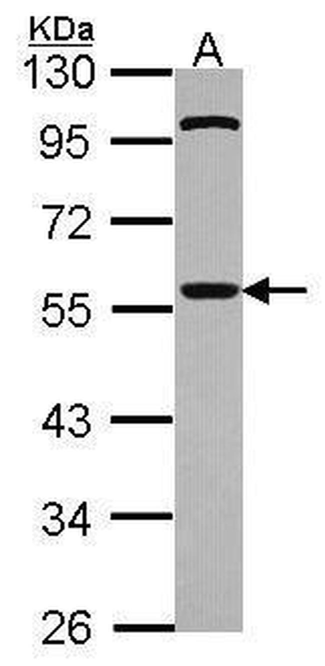 Cdc20 Antibody in Western Blot (WB)