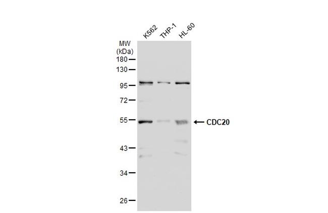 Cdc20 Antibody in Western Blot (WB)