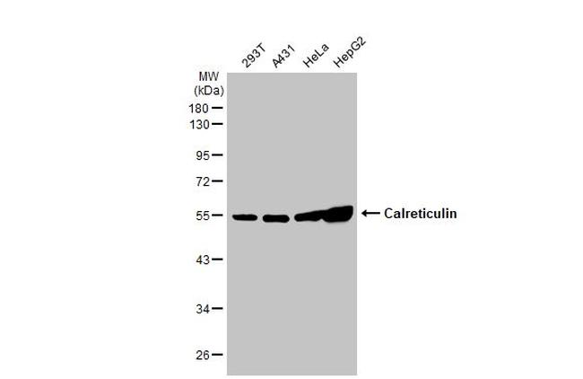 Calreticulin Antibody in Western Blot (WB)