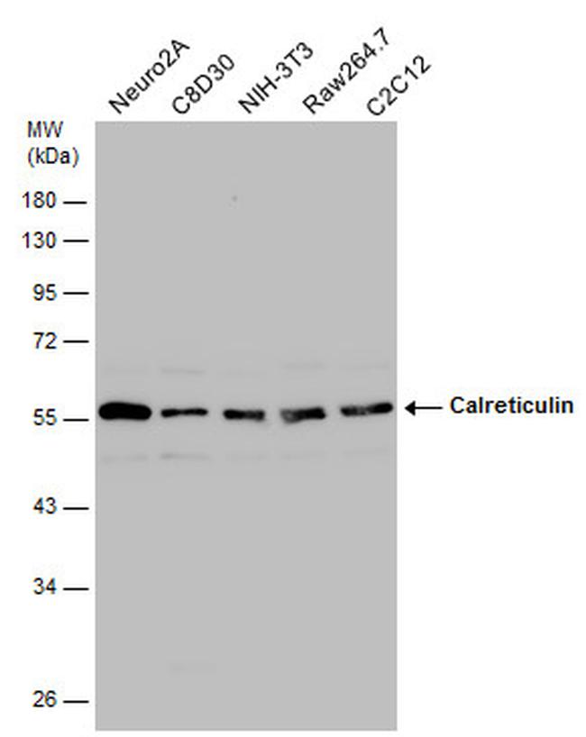 Calreticulin Antibody in Western Blot (WB)