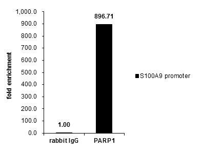 PARP1 Antibody in ChIP Assay (ChIP)