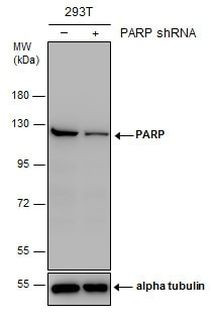 PARP1 Antibody