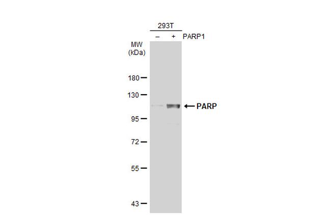 PARP1 Antibody in Western Blot (WB)