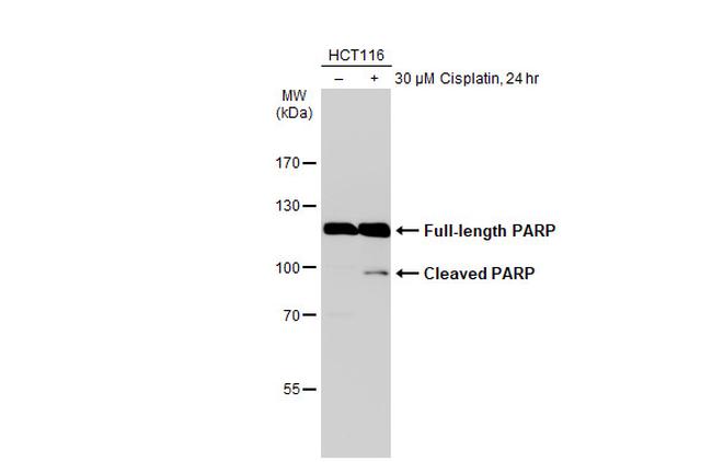 PARP1 Antibody in Western Blot (WB)