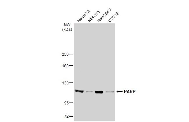 PARP1 Antibody in Western Blot (WB)