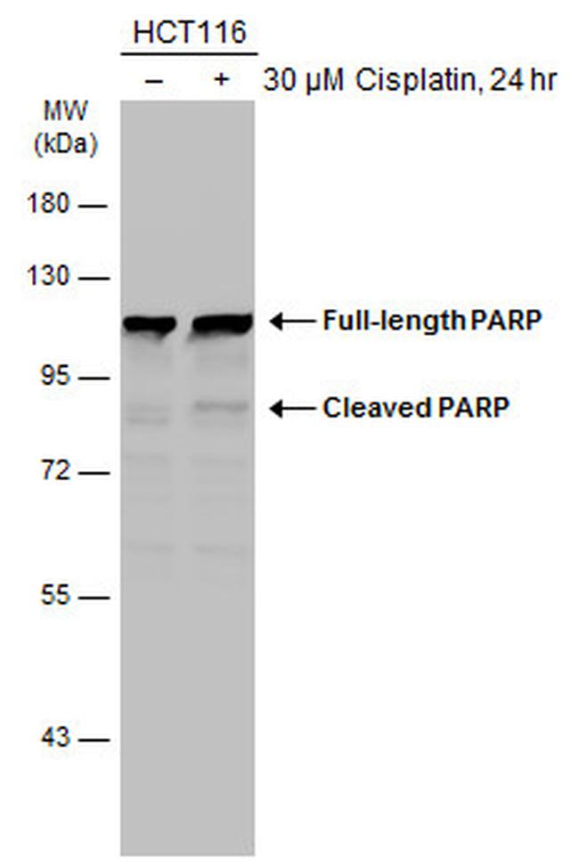 PARP1 Antibody in Western Blot (WB)