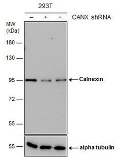 Calnexin Antibody