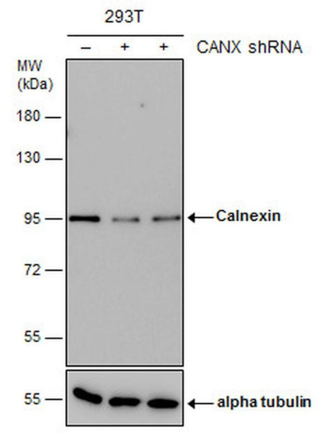Calnexin Antibody