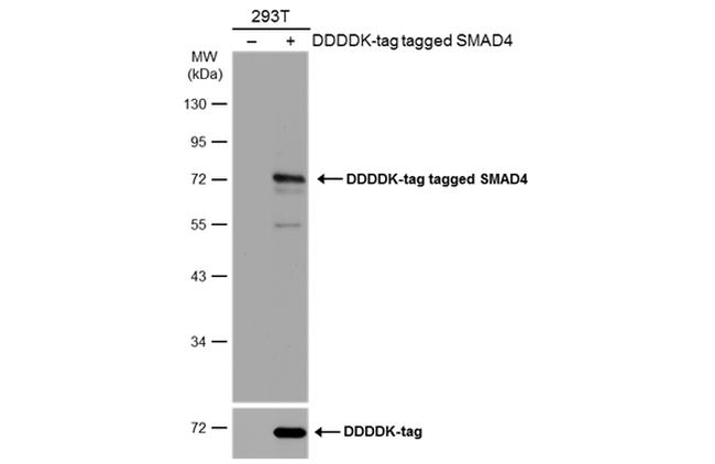 SMAD4 Antibody in Western Blot (WB)