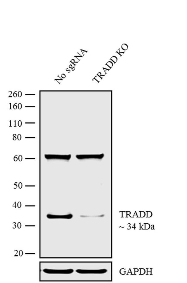 TRADD Antibody in Western Blot (WB)