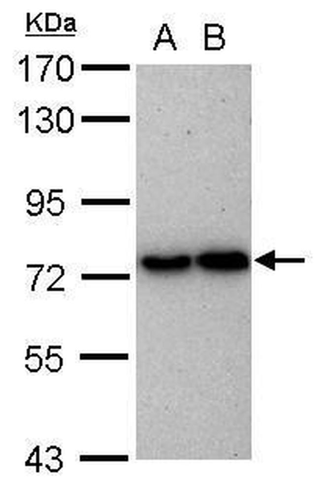 TBK1 Antibody in Western Blot (WB)