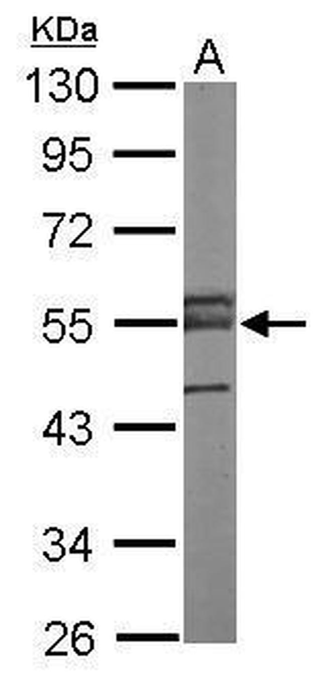 ERG Antibody in Western Blot (WB)