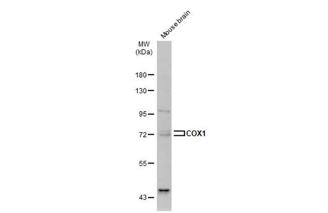 COX1 Antibody in Western Blot (WB)