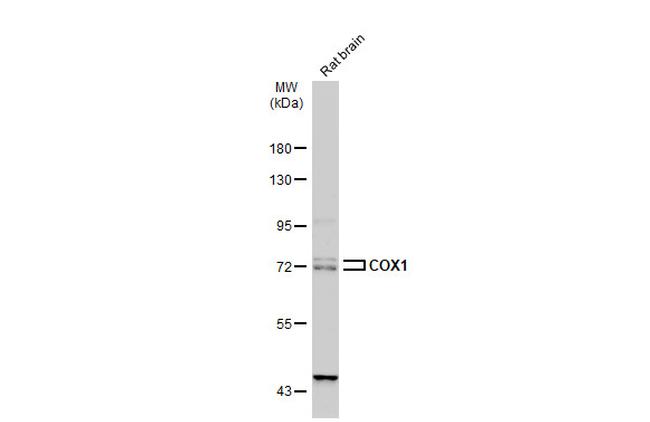 COX1 Antibody in Western Blot (WB)